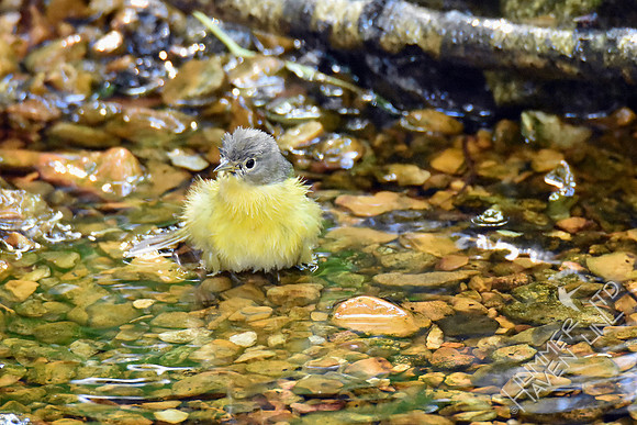 Nashville Warbler 9-12-18