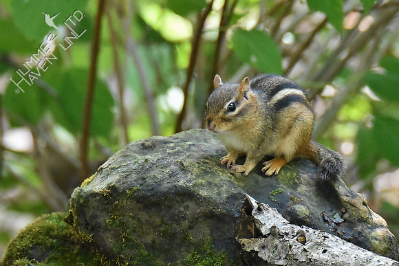 Eastern Chipmunk 9-12-18