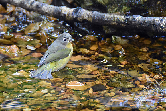 Nashville Warbler 9-12-18