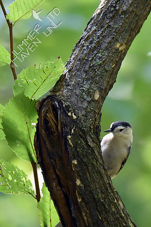 White-breasted Nuthatch on American Elm (Ulmus americana) 9-12-18