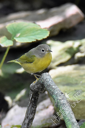 Nashville Warbler 9-12-18