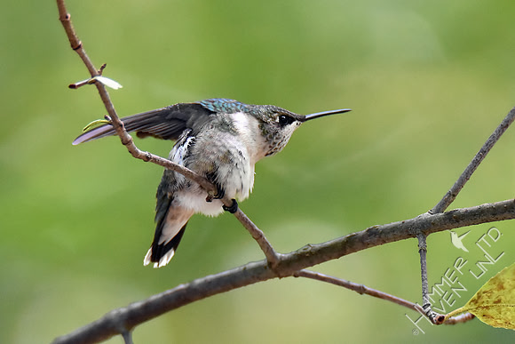 Ruby-throated Hummingbird 9-12-18