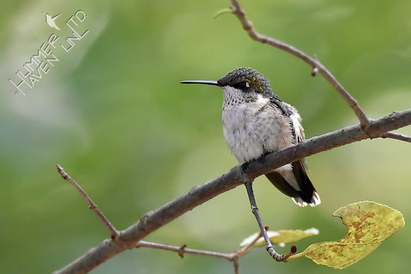 Ruby-throated Hummingbird 9-12-18