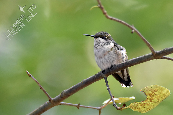 Ruby-throated Hummingbird 9-12-18