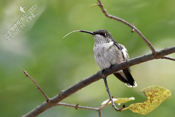 Ruby-throated Hummingbird 9-12-18