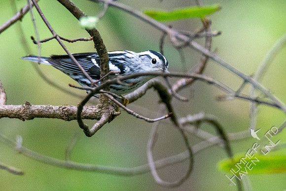 9-3-21 Black-and-white Warbler