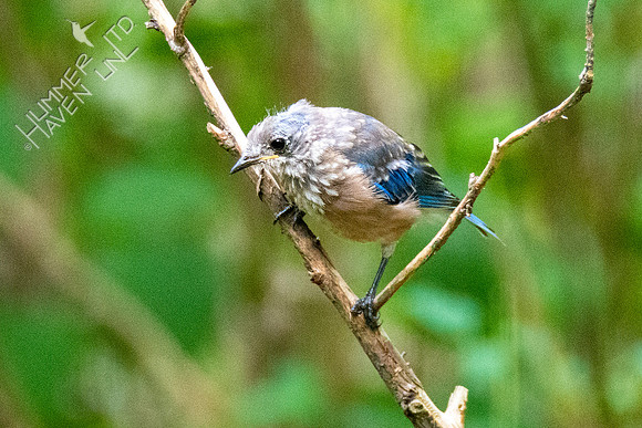 9-3-21 Eastern Bluebird immature male