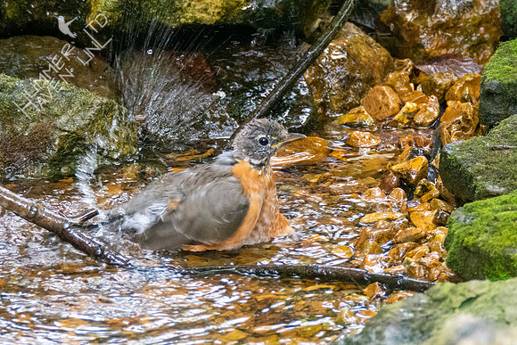 9-3-21 American Robin