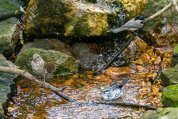 9-3-21 House Finch, Carolina Chickadee, Black-and-white Warbler