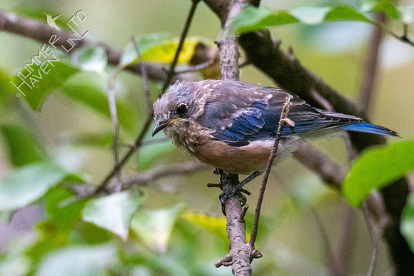 9-3-21 Eastern Bluebird immature male