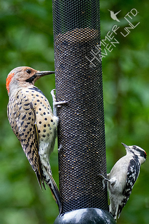 9-3-21 Northern Flicker and Downy Woodpecker