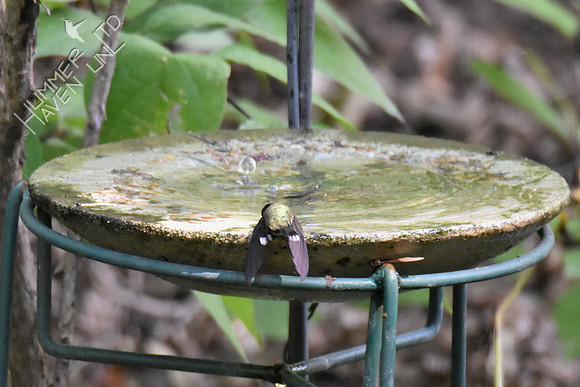 Ruby-throated Hummingbird 9-16-18