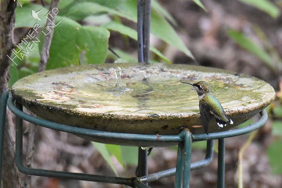 Ruby-throated Hummingbird 9-16-18