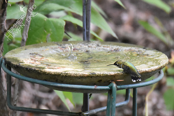 Ruby-throated Hummingbird 9-16-18