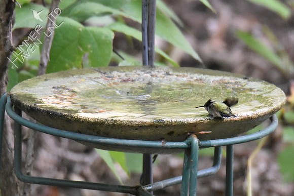 Ruby-throated Hummingbird 9-16-18