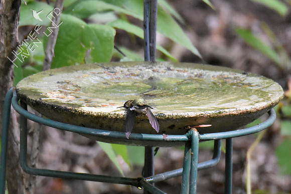 Ruby-throated Hummingbird 9-16-18