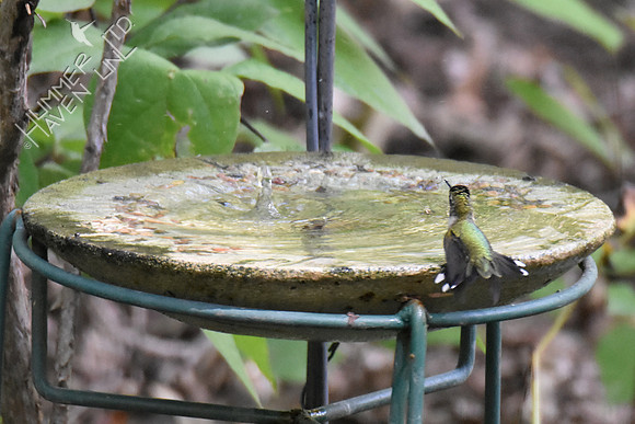 Ruby-throated Hummingbird 9-16-18