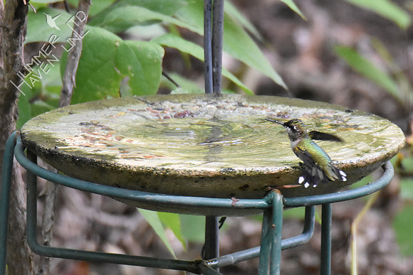 Ruby-throated Hummingbird 9-16-18