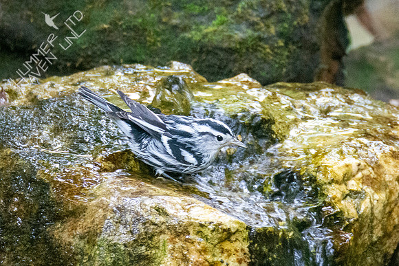 9-3-21 Black-and-white Warbler