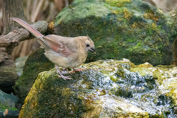 9-3-21 Northern Cardinal juvenile female