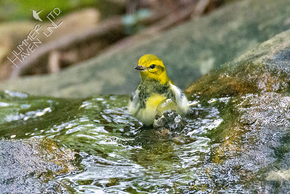 9-3-21 Black-throated Green Warbler