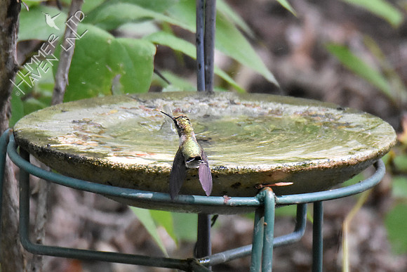 Ruby-throated Hummingbird 9-16-18