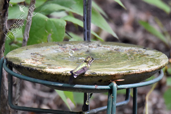 Ruby-throated Hummingbird 9-16-18