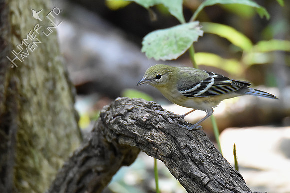 Bay-breasted Warbler 9-17-18