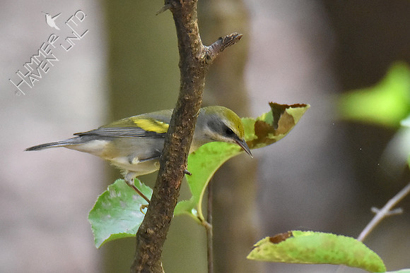 Golden-winged Warbler 9-17-18