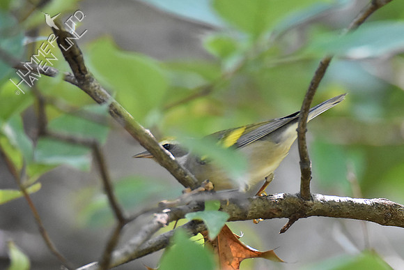 Golden-winged Warbler 9-17-18