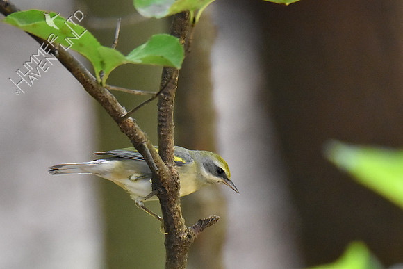 Golden-winged Warbler 9-17-18