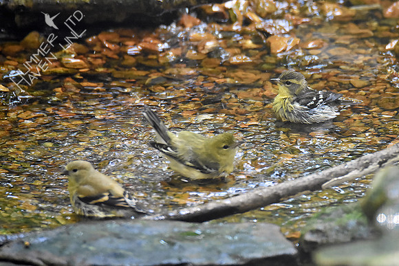 American Goldfinch, Bay-breasted and Blackburnian Warblers 9-17-18