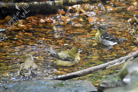 American Goldfinch, Bay-breasted and Blackburnian Warblers 9-17-18
