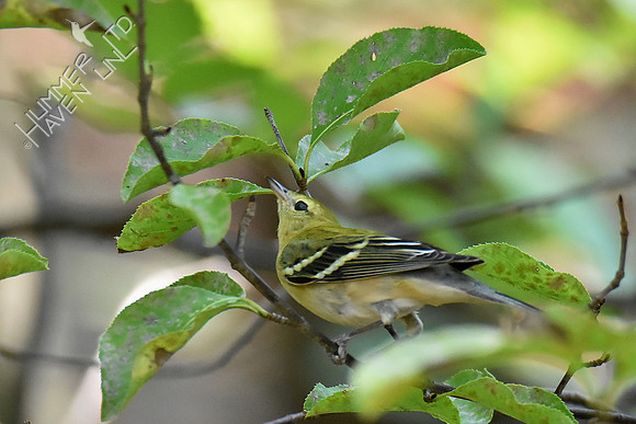 Bay-breasted Warbler 9-17-18