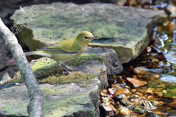 Tennessee Warbler 9-17-18