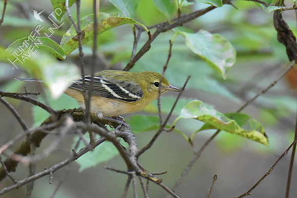 Bay-breasted Warbler 9-17-18