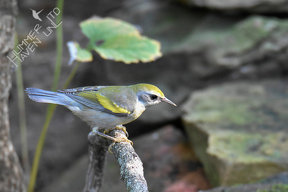Golden-winged Warbler 9-17-18