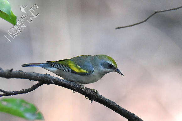 Golden-winged Warbler 9-17-18