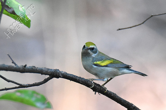 Golden-winged Warbler 9-17-18