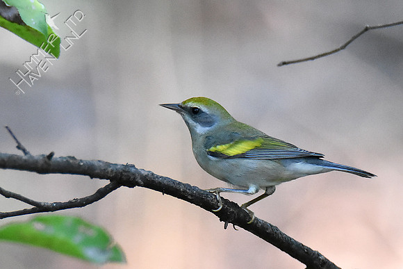 Golden-winged Warbler 9-17-18