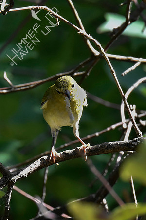 Tennessee Warbler 9-17-18