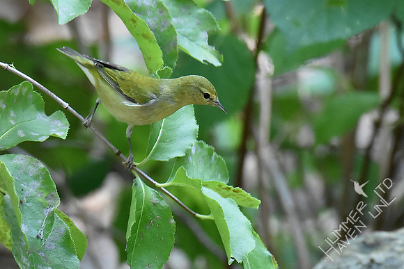 Tennessee Warbler 9-17-18