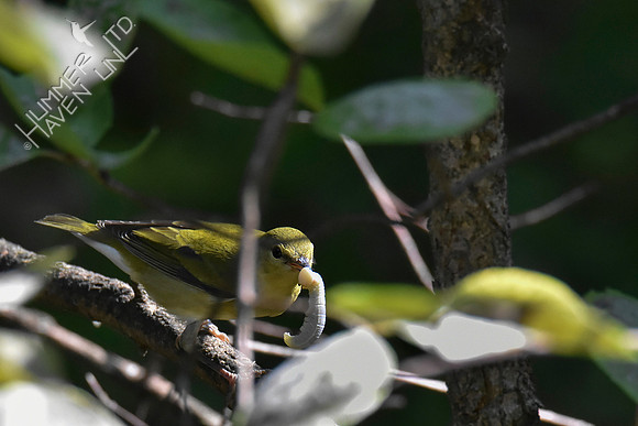 Tennessee Warbler 9-17-18