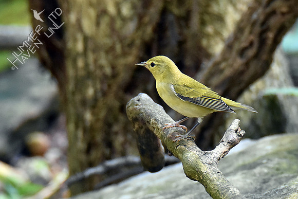 Tennessee Warbler 9-17-18