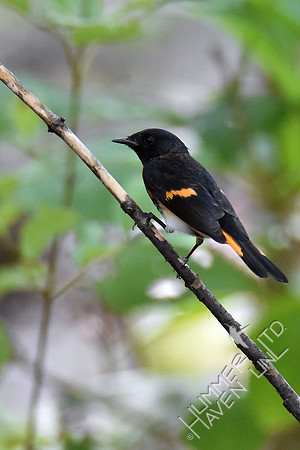 American Redstart 9-19-18