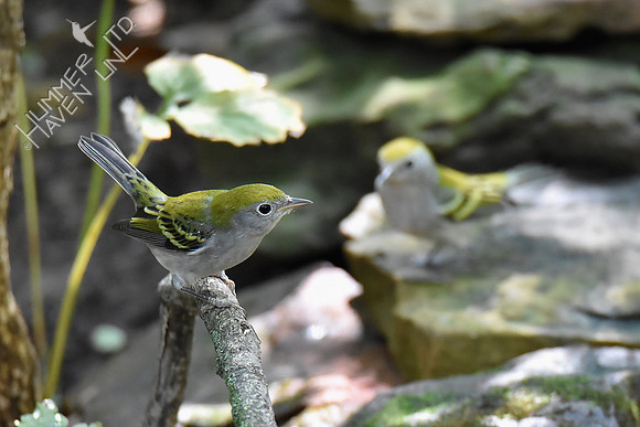 Chestnut-sided Warblers female 9-19-18