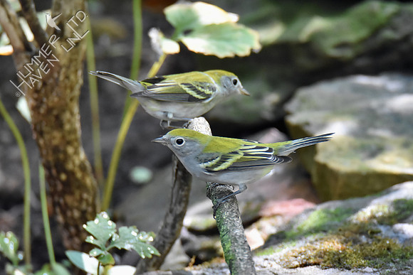Chestnut-sided Warblers female 9-19-18