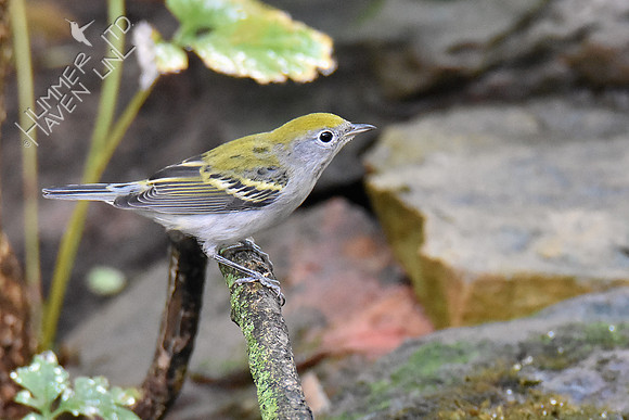 Chestnut-sided Warbler female 9-19-18