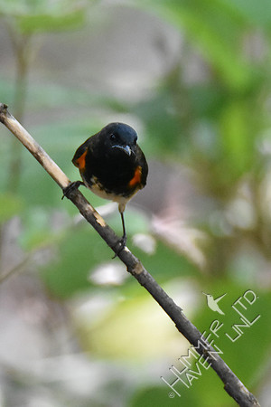 American Redstart 9-19-18
