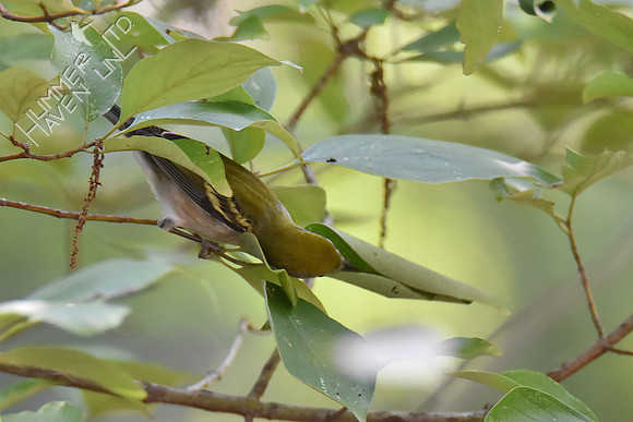 Chestnut-sided Warbler 9-19-18